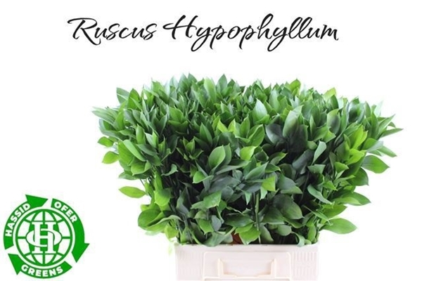 Ruscus Hypophyllum 70cm