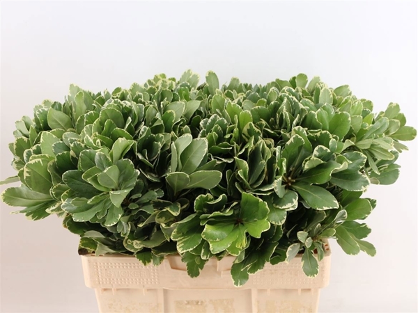 Pittosporum Ilan 55cm