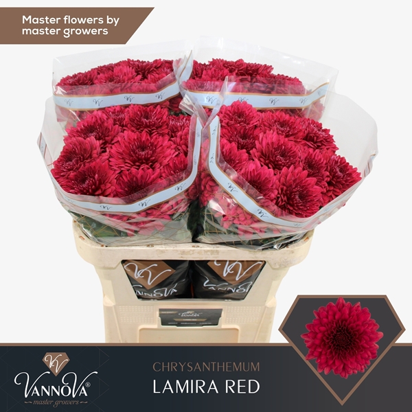 Chr G Lamira Red 85gram 70cm