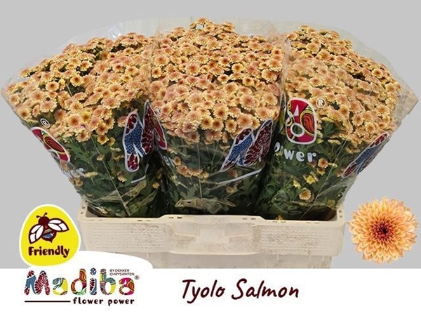 Chr S Mad Tyolo Salm 55cm