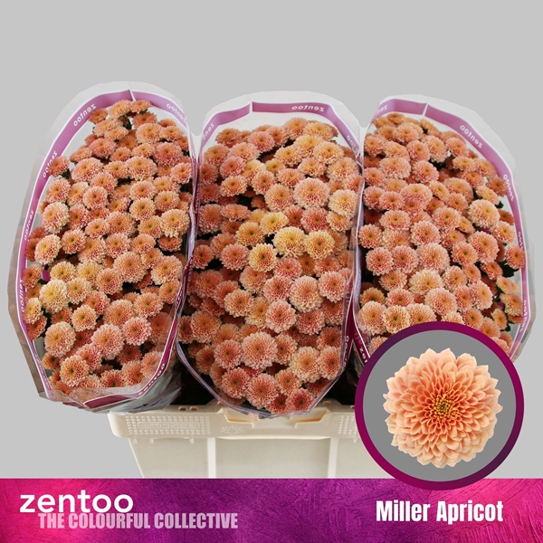 Chr S Miller Apricot 55cm