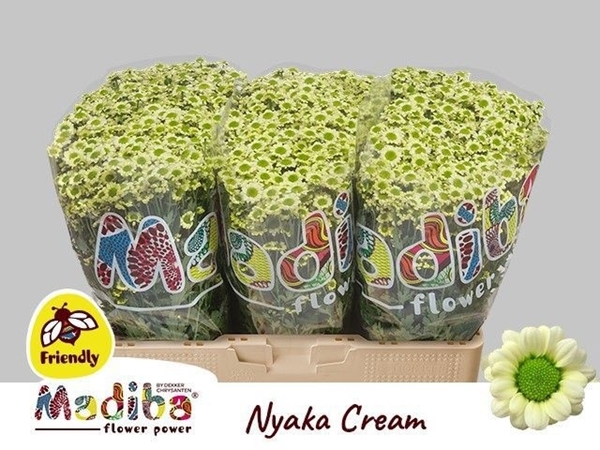 Chr San Mad Nyaka Cr 55cm