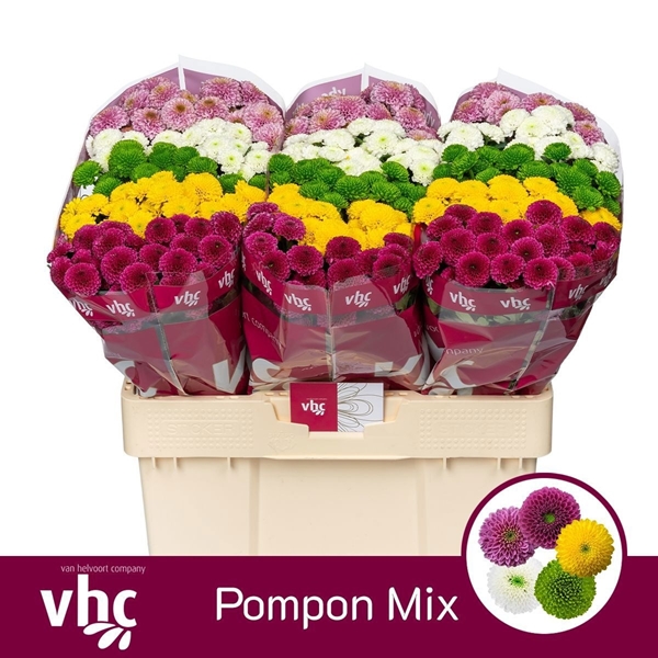 Chr S Pompon Gem Bs 55cm
