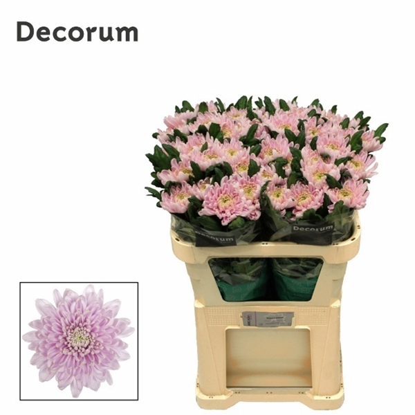 Chr G Rossanno 80gram 70cm