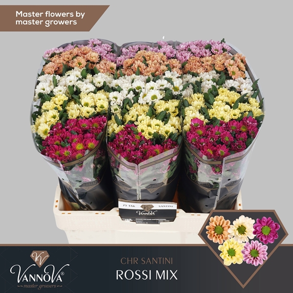 Chr S Rossi Gem Fst 55cm