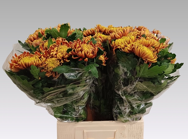 Chr G Fuego 85gram 80cm