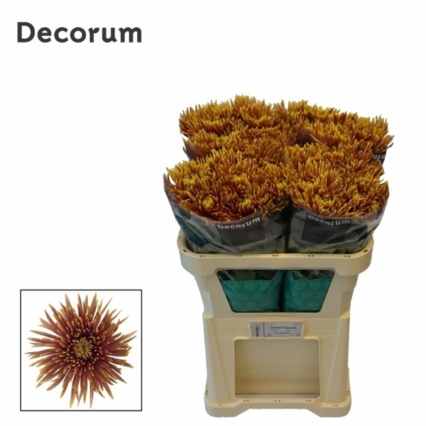Chr G Saffina Dark 80 Gra 80gram 70cm