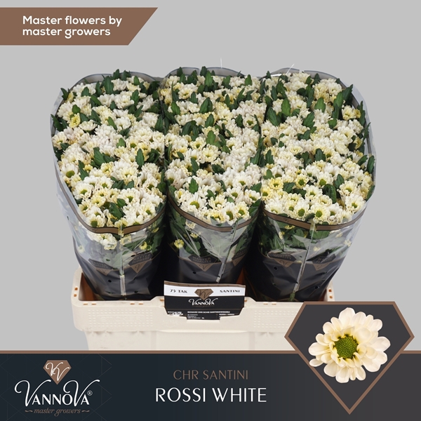 Chr San Rossi White 55cm