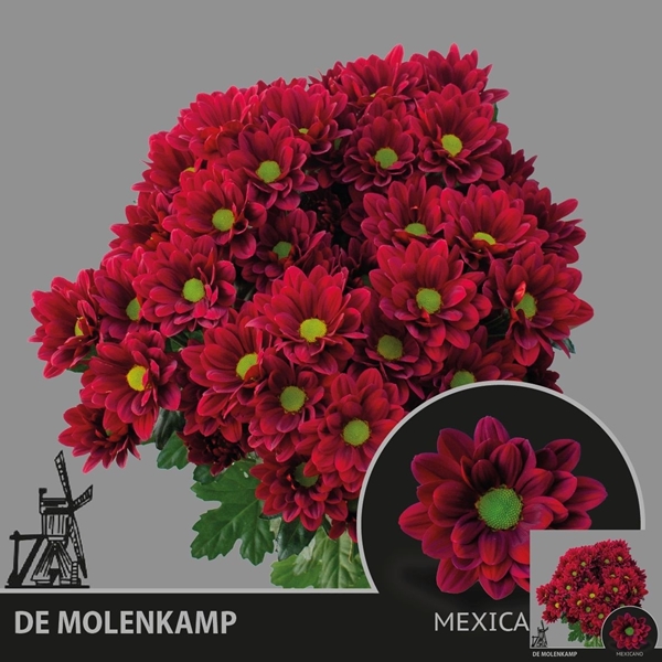 Chr T Mexicano 75gram 70cm