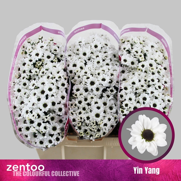 Chr S Yin Yang Wit 55cm