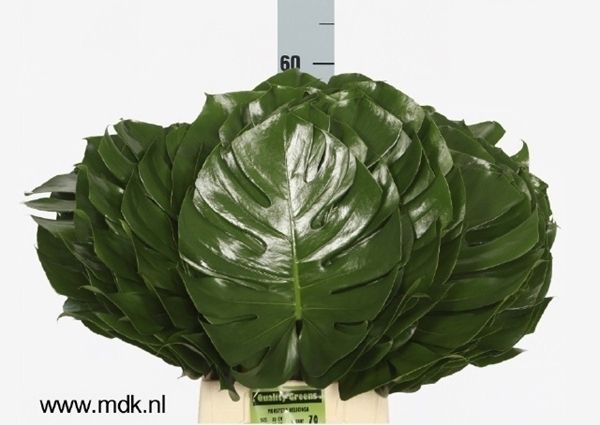 Monstera Blad 60cm
