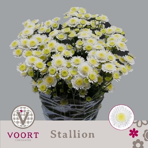 Chr T Stallion 75gram 70cm