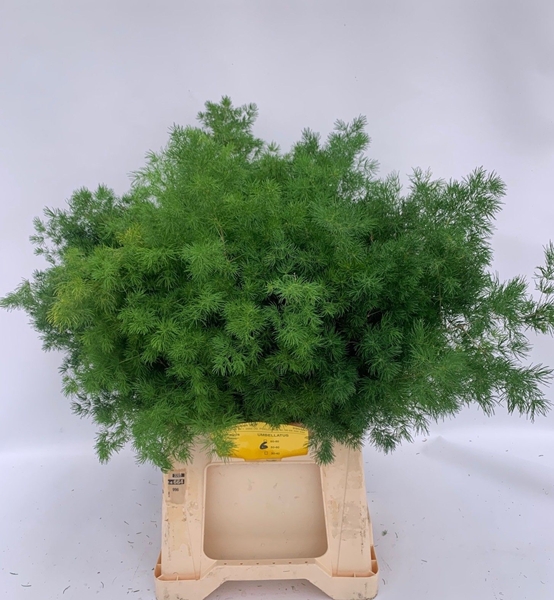 Asp Umbellatus 60cm