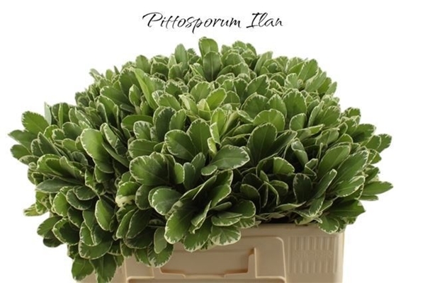Pittosporum Ilan 50cm