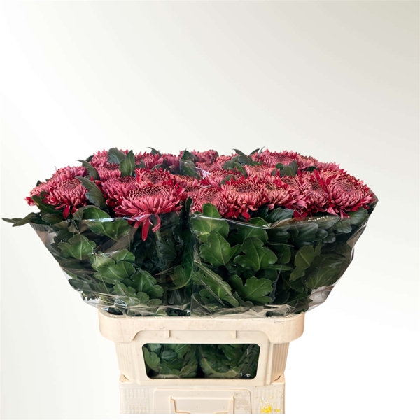 Chr G Regalmist Rood 95gram 80cm