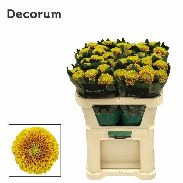 Chr G Tropicana 70gram 70cm