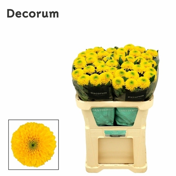 Chr G Brasiliana 80gram 70cm