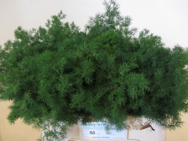 Asp Umbellatus 60cm