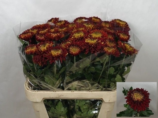 Chr G Laika 85gram 80cm