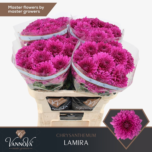 Chr G Lamira 80gram 70cm