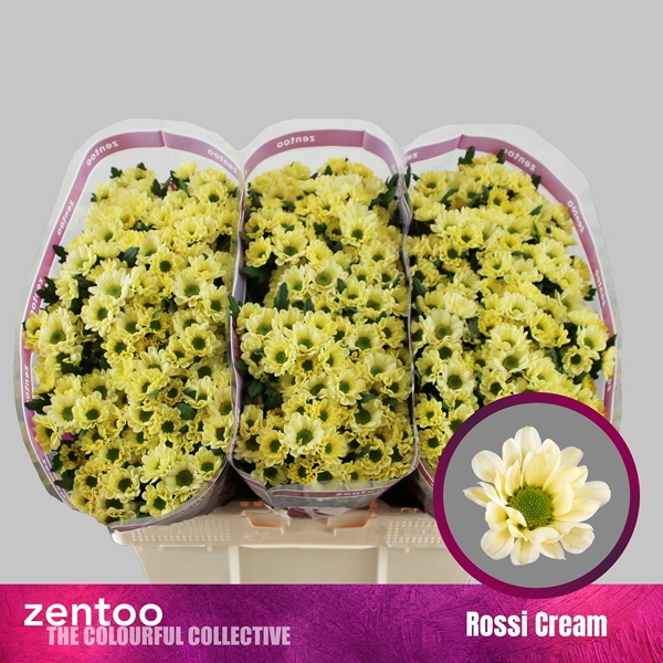 Chr San Rossi Cream 55cm