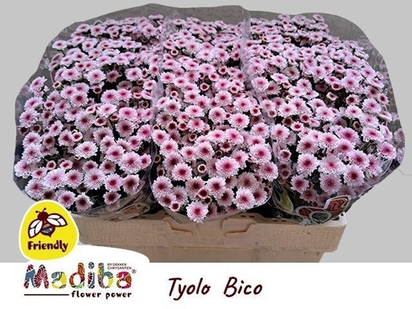 Chr S Mad Tyolo Bico 55cm