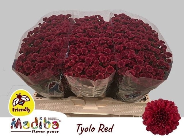 Chr S Mad Tyolo Red 55cm