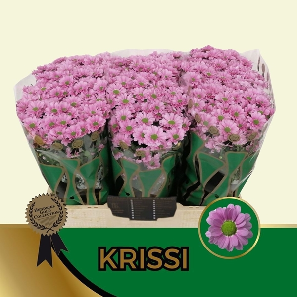 Chr San Krissi 55cm