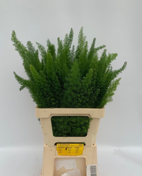 Asp Dens Meyers 60cm