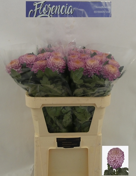 Chr G Bigoudi Pink 110gram 75cm