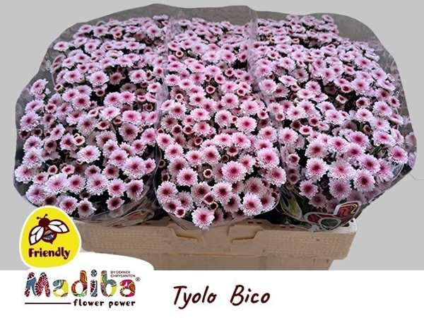 Chr S Mad Tyolo Bico 55cm