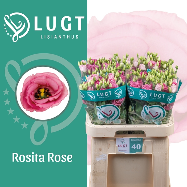 Eust G Rosita Rose P 70cm
