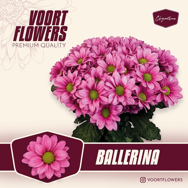 Chr T Ballerinas 80gram 70cm