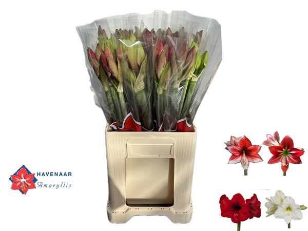Hipp St Gemengd 2/3fl 60cm