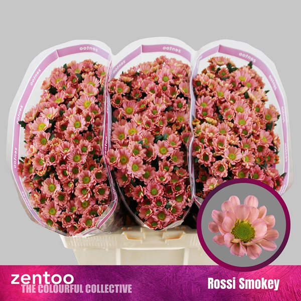 Chr San Rossi Smokey 55cm