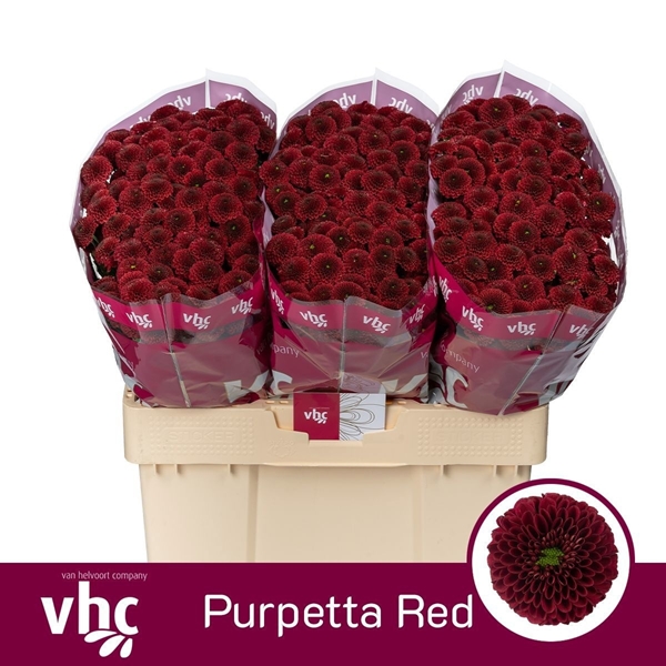 Chr San Purpetta Red 55cm