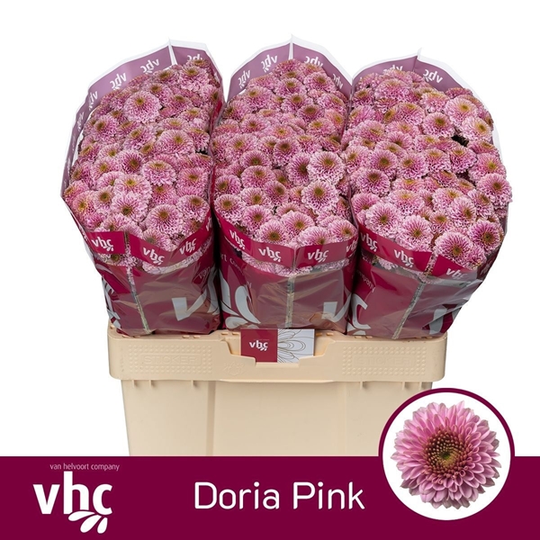 Chr San Doria Pink 55cm
