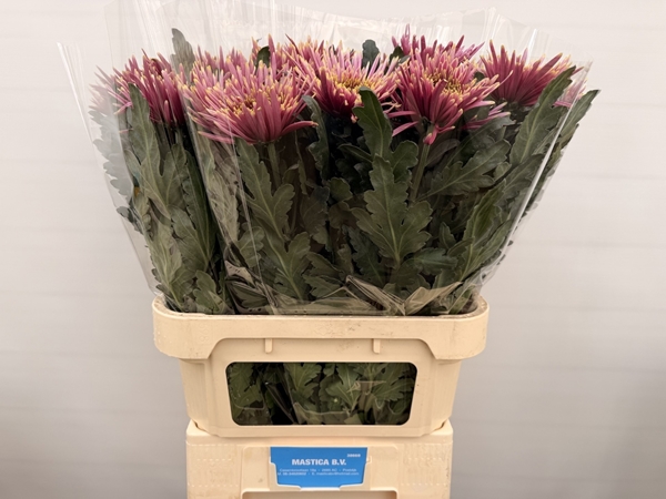 Chr G Tula Sharletta 90gram 80cm