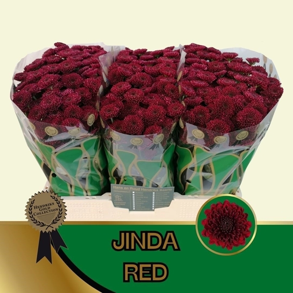 Chr S Jinda Red 55cm