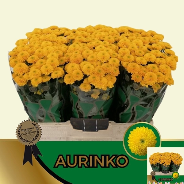 Chr San Aurinko 50cm