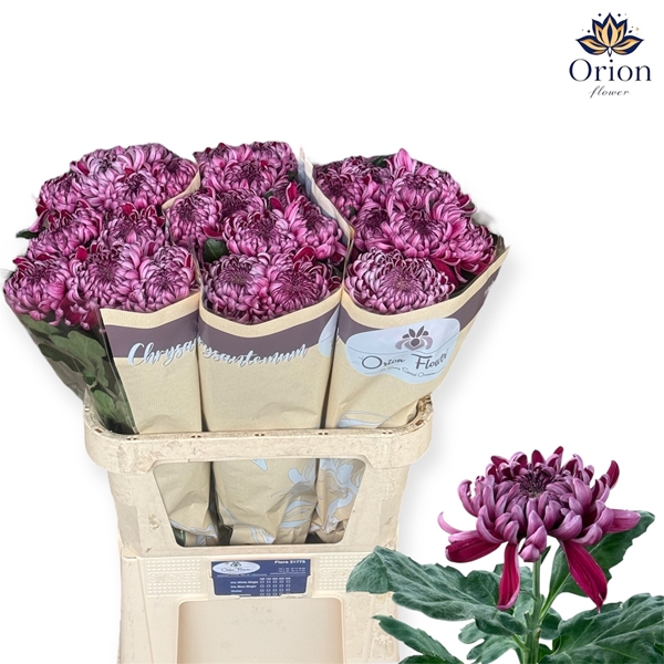 Chr G Gilb L Purple 95gram 80cm