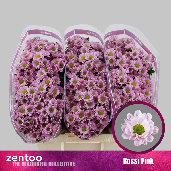 Chr San Rossi Pink 55cm