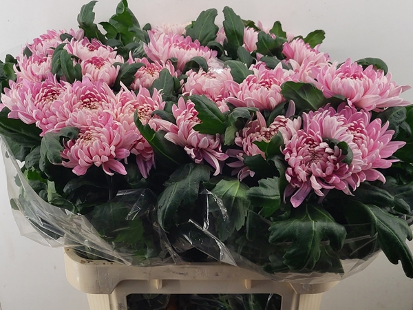Chr G Allouise 95gram 80cm