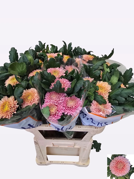 Chr G Marielle 120gram 80cm
