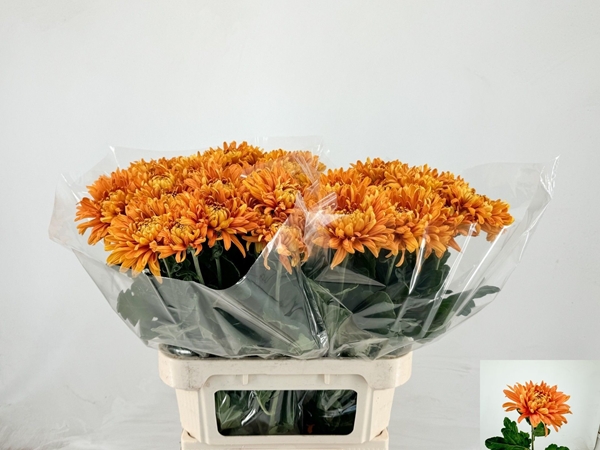 Chr G Astro 75gram 80cm