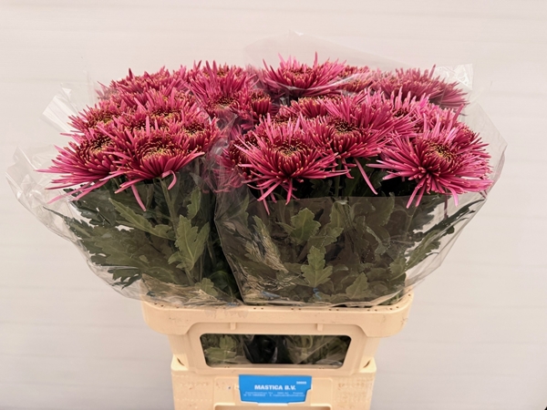 Chr G Tula Purple 90gram 80cm