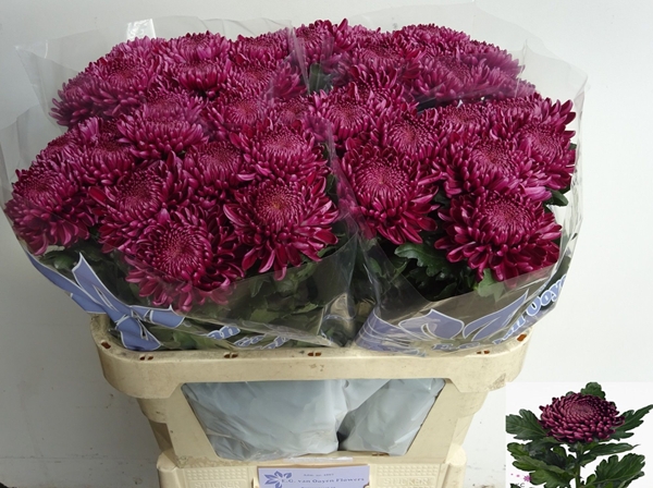 Chr G Bigoudi Purple 75 G 95gram 75cm