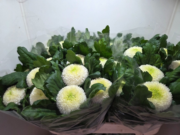 Chr G Ping Pong 75gram 75cm