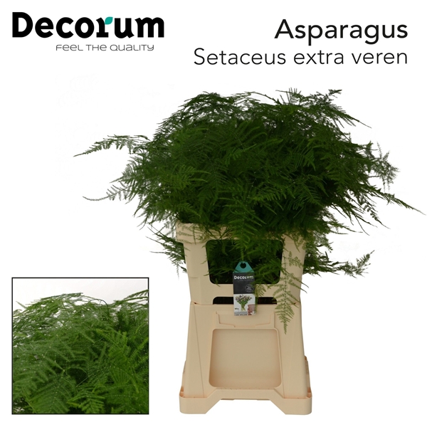 Asp Setac Extra V