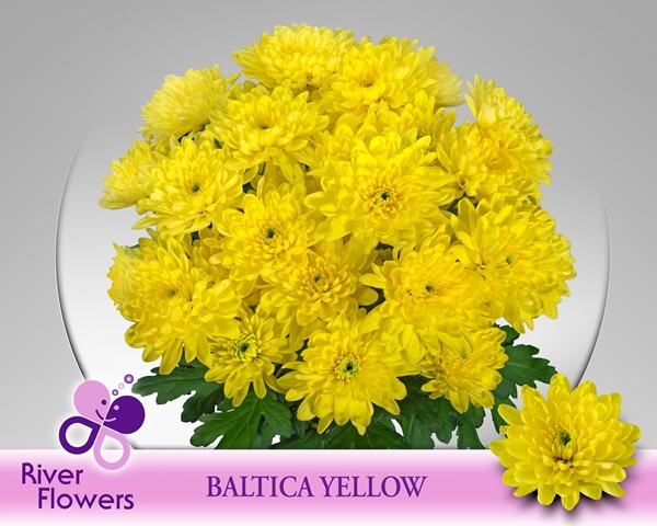 Chr T Baltica Yellow 75 G 80gram 70cm